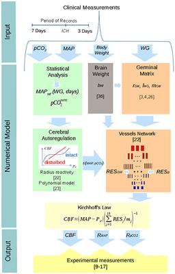 Modeling Cerebral Blood Flow Dependence on Carbon Dioxide and Mean Arterial Blood Pressure in the Immature Brain With Accounting for the Germinal Matrix